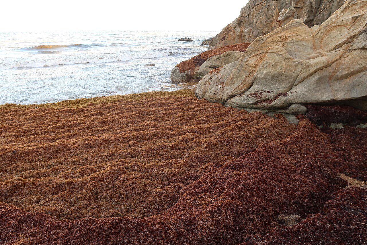 Sargassum in the Caribbean: How Sensira Resort Keeps Its Beaches Ready for Your Vacation
