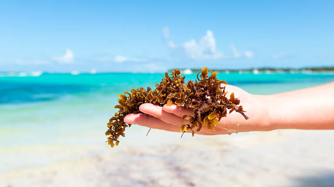Sargazo en el Caribe: así cuida Sensira Resort sus playas para tus vacaciones